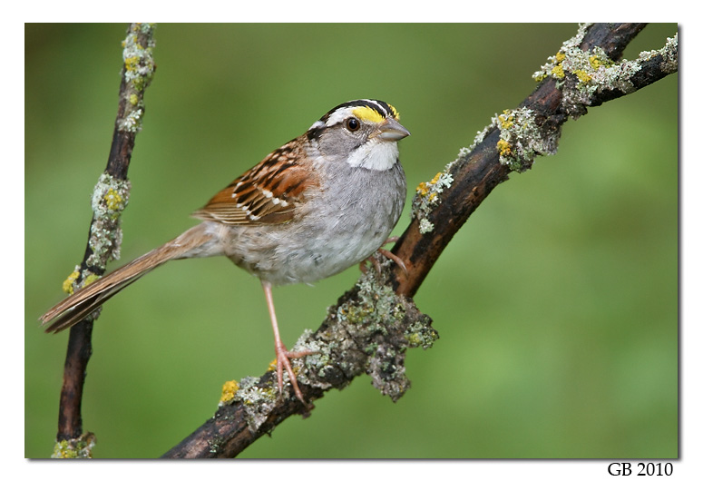 WHITE THROATED SPARROW